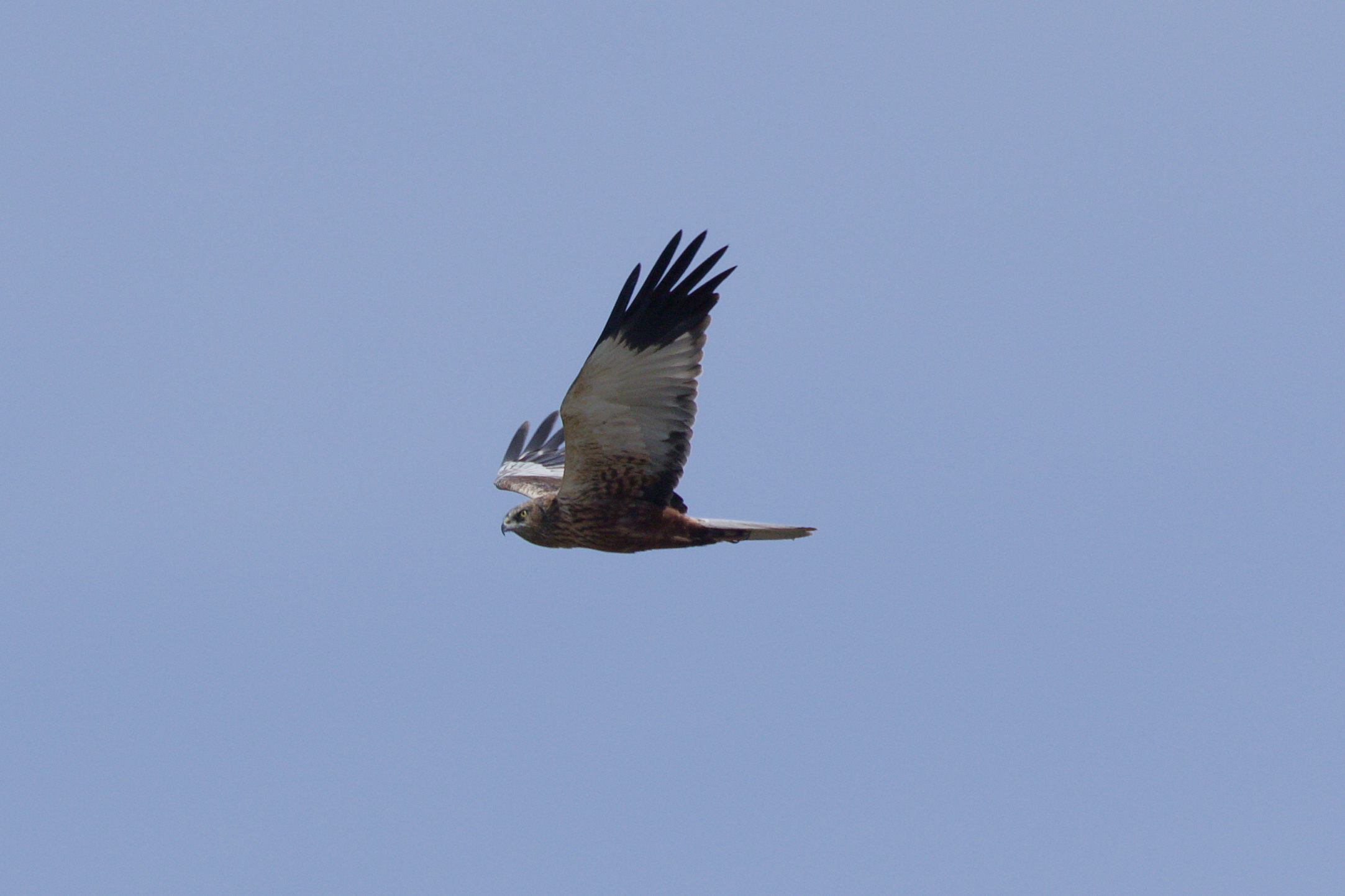 Miniature